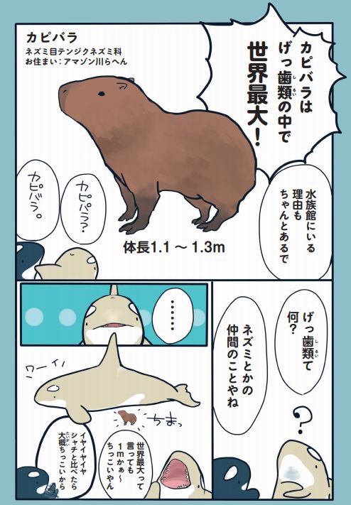 遅ればせながらネズミ年ということで「水族館が好きすぎて!」からカピバラを紹介します〜
 