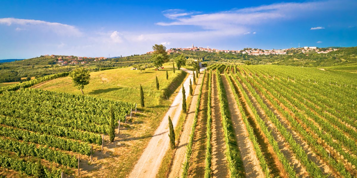 If you are dreaming of rolling hills, perfectly tended vineyards and their fantastic wines, set to explore Istrian countryside. 🍷