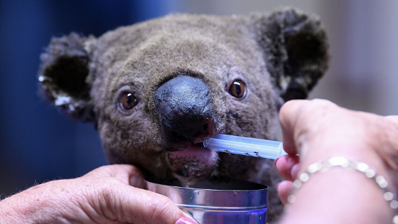 NCWM_'s tweet photo. Our prayers are for those affected and fighting the Australian fires👨‍🚒🔥🐨🐨🦘🦘

Northern Cross Wealth Management:
https://t.co/TdD3zeNaJX
info@northerncrosswealth.com

#Australia #Australianhomes #Prayforaustralia #Australianwildfire #Outbackaustralia #500millionanimalsdied https://t.co/Qvfim6vDlx
