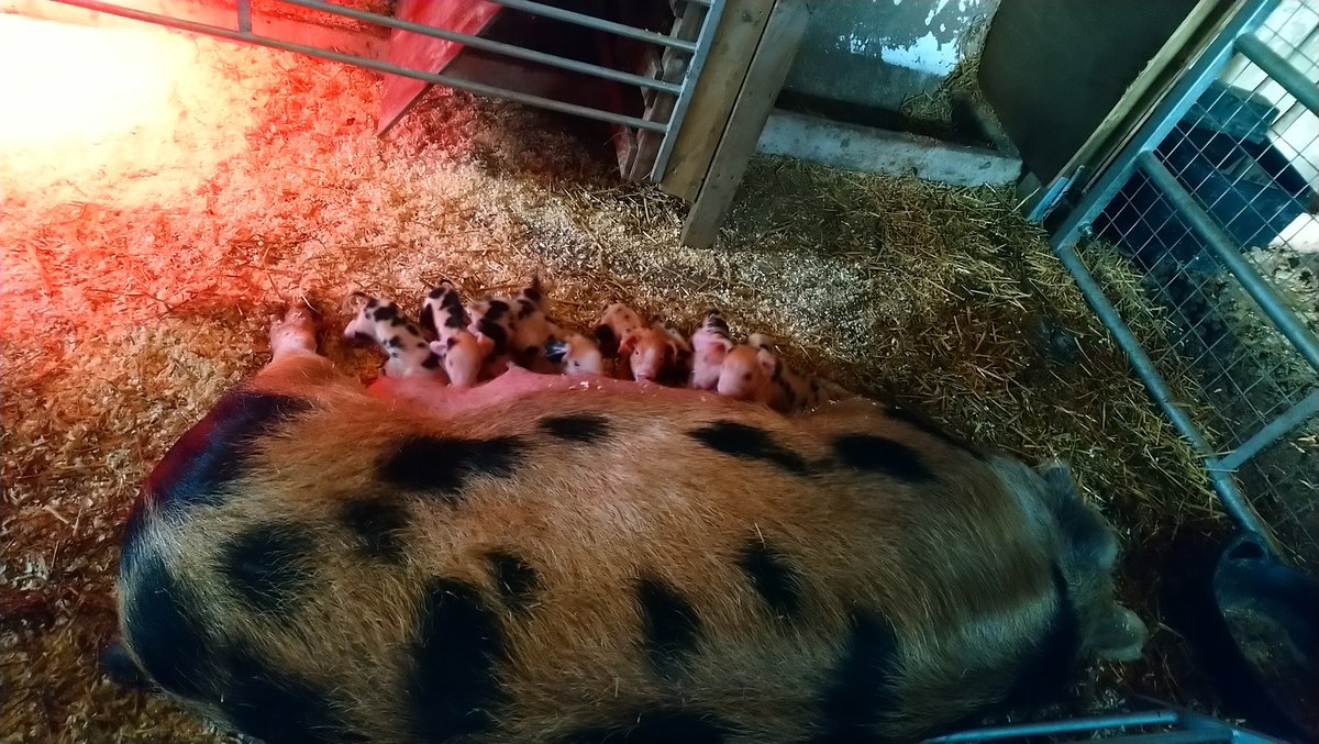 OxfordPig's tweet photo. Its a busy time of the year for the #OSBPigs Here we have a beautiful #OSBPG 12 #HealthyPiglets Born to a @BritishPigAssoc registered sow whereby #piglets will be birth notified therefore #pedigree and #Traceable  #GoNative  @ShaneMcAuliffe1 @pighealthuk @AHDB_Pork @Mrs_Pig https://t.co/SCPoQUQFuc