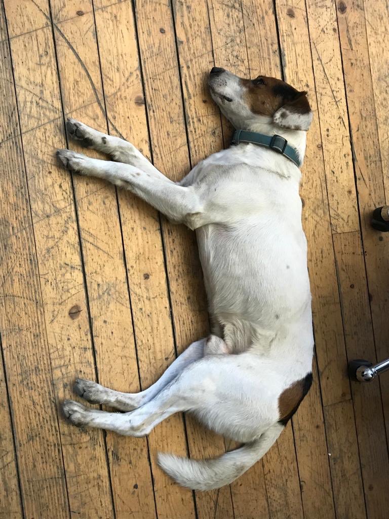 Vratio se posle 3 dana ludovanja. Umoran izgreban ali izgleda sretan....