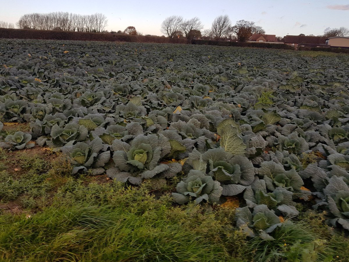 Munneries's tweet photo. Local Savoy Cabbage - Harvested Fresh On A Daily Basis and delivered to your door the next day - Now that is fresh! *Currently Available*  Order yours today 01243 672121 / 672722. #eastwittering #westsussex #chichester #savoy #localgrown #buylocal https://t.co/bEV615BJ4P