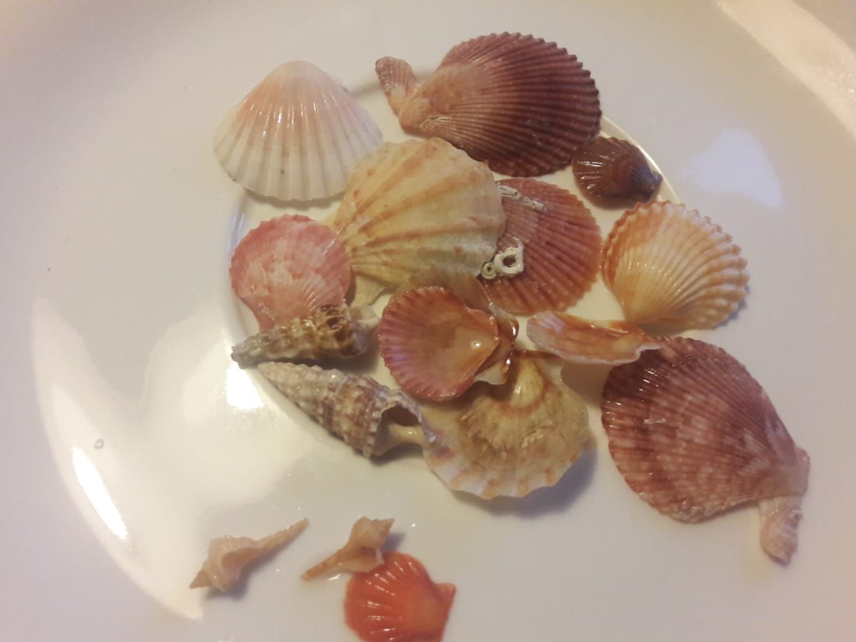 HotelEliseo_'s tweet photo. Good morning, this morning walking by the seafront, we have collected them for you, to wish you a beautiful day!

#hoteleliseoigea #bellariaigeamarina #italy #lovingromagna #familyhotel #familyholidays #adriaticsea #adriaticoast #romagna #igeamarina #beach #seaside https://t.co/MYtyrTdXUw