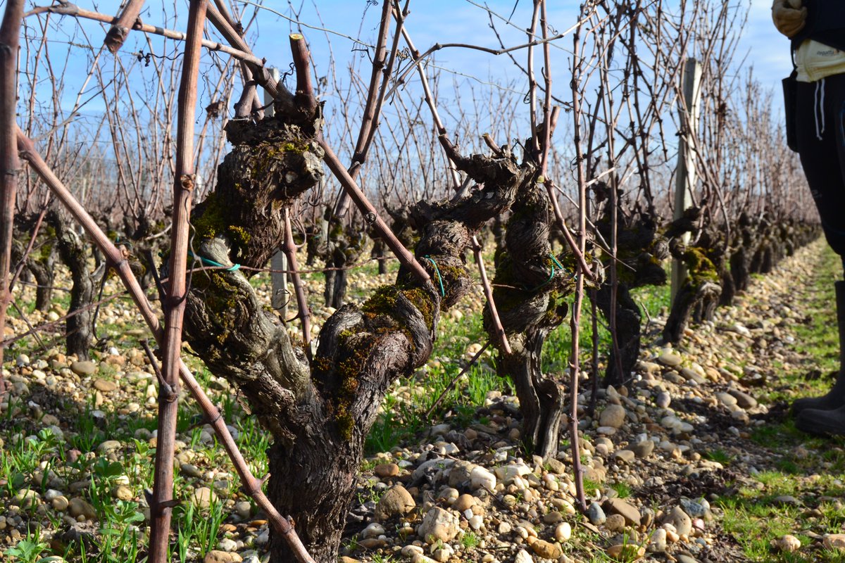 Du soleil et des rires pendant la taille des vignes ! ☀️
Étape cruciale et minutieuse, c’est à cette période de l’année que la vigne est taillée. Chaque pied est différent et nécessite une attention particulière afin d’assurer la future récolte. 🍇🍷
#vinsdegraves #Chantegrive