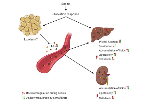 EmboMolMed's tweet photo. Modulation of the #immune response during #sepsis is not enough for a positive therapeutic outcome. L. Van Wyngene, C. Libert & coll. @VIBLifeSciences @ugent highlight the contribution of #lipid #metabolic #dysfunction to the pathology of sepsis #PPARA
https://t.co/6nDBjKAtDI https://t.co/MkOrQVSLRL
