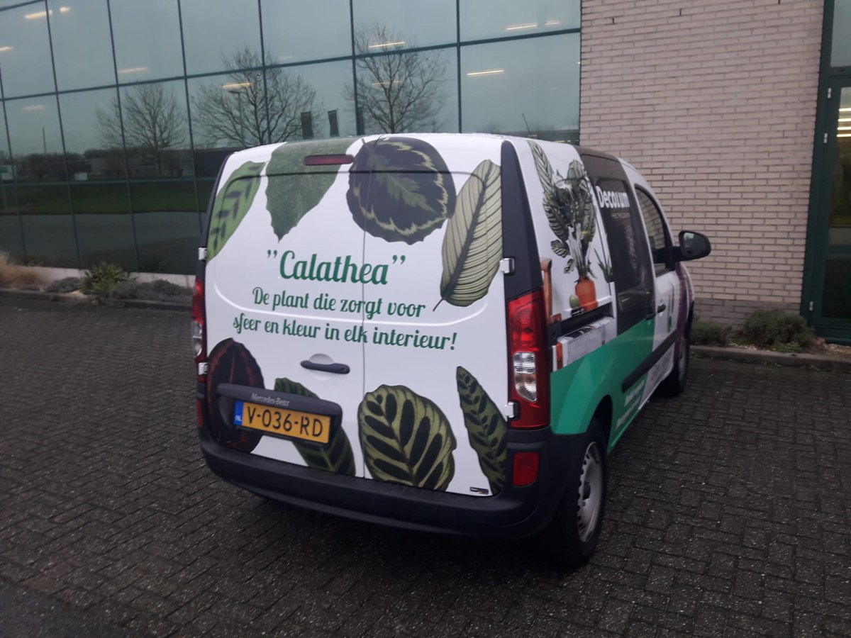 Calathea-Valstar tweet media