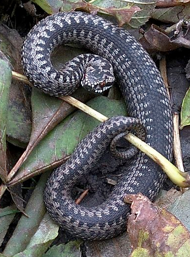 froglifers's tweet photo. Adders do not need to eat every day. After a meal of a fully grown common lizard, an adder may not need to eat for a week. [Photo credit: Oskich, https://t.co/OSrkOAMKq5] #FactFriday https://t.co/pkWfTHH7oK