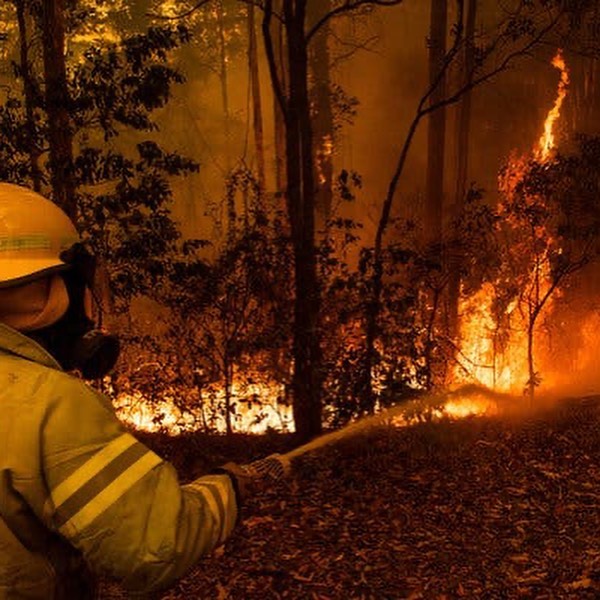UonMap's tweet photo. Approximately 1.25 billion animals killed in Australia's fires. Tens of people have lost their lives.  The Australian Red Cross is accepting donations to its Disaster Relief and Recovery Fund #au #australia #fires #koala #kengaroo #saveaustralia #donation #world #uonmap #animals https://t.co/RrQ3CxeizN