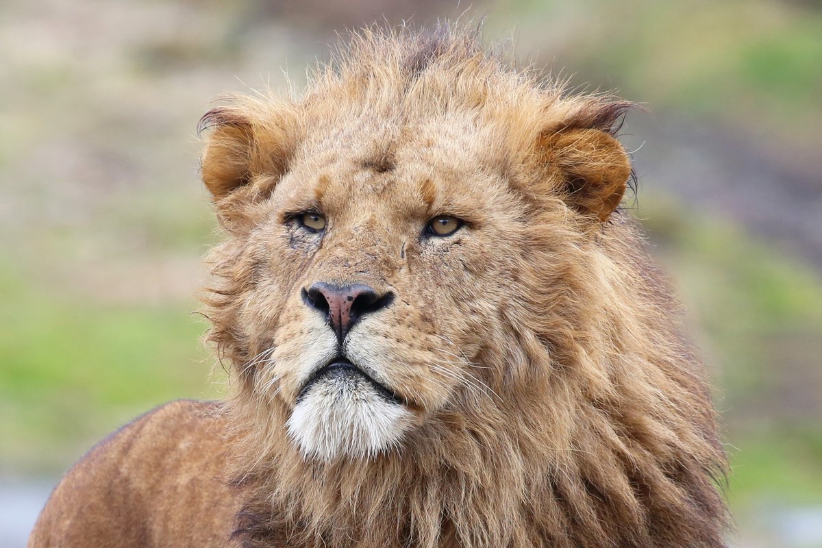 富士サファリパーク公式 突然ですが ライオンの横顔と正面顔 どっちの顔が好きですか ガオー 富士サファリパーク T Co Hypvfpbgnv