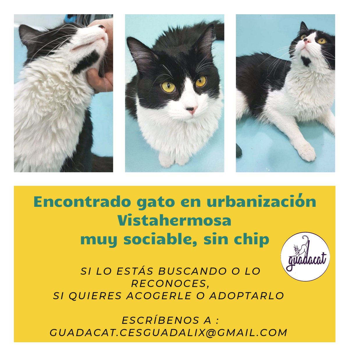 GuadacatCES's tweet photo. ‼️‼️‼️Este pequeño busca mimos y a alguien que se los dé... ¿nos ayudáis?
#adoptaungato #adoptaunamigo #adoptaycuida #adoptamadrid #adoptaNOcompres #guadalixdelasierra #sierranorte #madrid #sierranortemadrid #difunde https://t.co/bcTa8Mvqfq