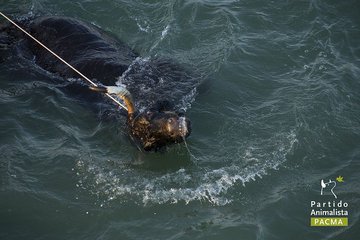 PartidoPACMA's tweet photo. Los taurinos se ponen nerviosos. Saben que su final es inminente. 

Desde que exigimos a @ahorapodemos la realización del referéndum sobre la tauromaquia que prometió dos días antes del 10N, los taurinos se sienten amenazados. 

#LaTauromaquiaNoSeToca, se acaba con ella. https://t.co/aIvoEiORgB