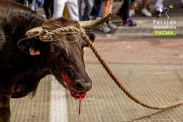 PartidoPACMA's tweet photo. Los taurinos se ponen nerviosos. Saben que su final es inminente. 

Desde que exigimos a @ahorapodemos la realización del referéndum sobre la tauromaquia que prometió dos días antes del 10N, los taurinos se sienten amenazados. 

#LaTauromaquiaNoSeToca, se acaba con ella. https://t.co/aIvoEiORgB
