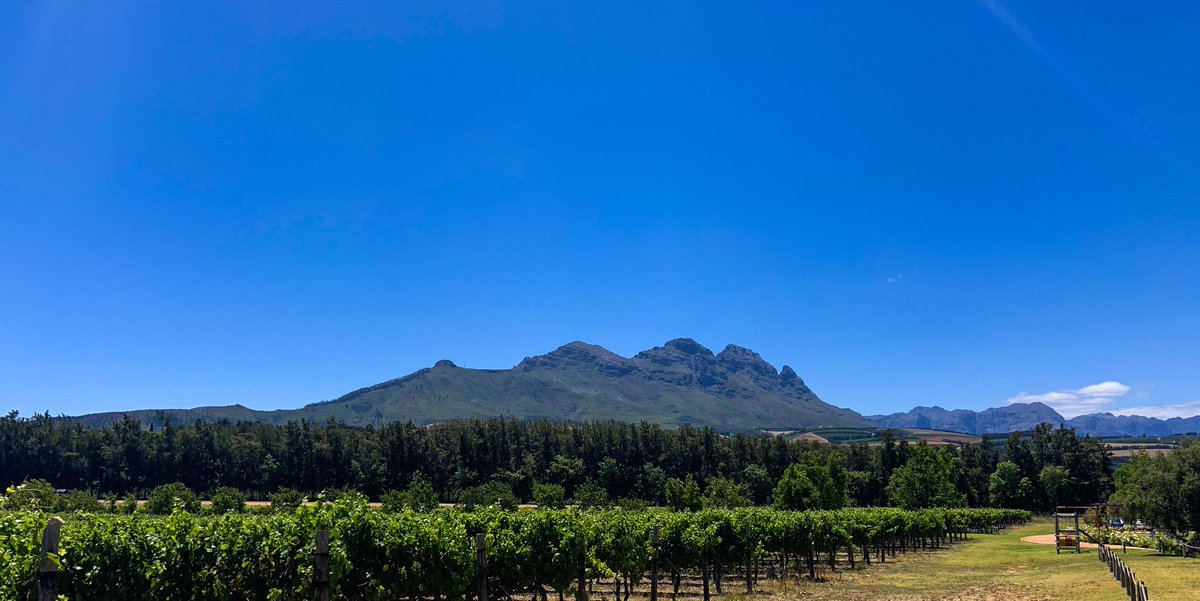 Whilst the pears are still being harvested, our vineyard still have a little bit to go before they are ready.