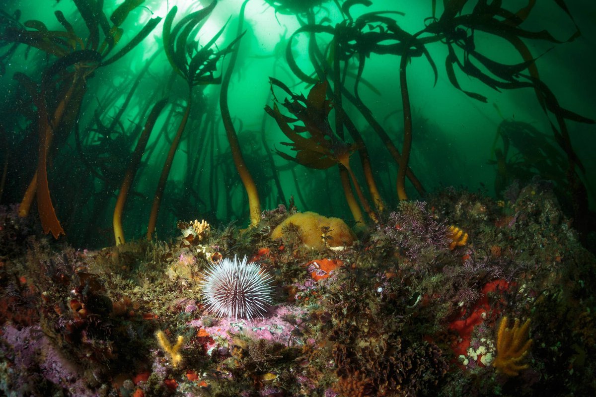 SANCORcommunity's tweet photo. #Kelp #Ecosystem 10-day #Field #course

16–26 March 2020 | Cape Town &amp; De Hoop Nature Reserve

For graduate and postgraduate #students from #SouthAfrica and #Norway 🇿🇦 🇳🇴

Offered by BLUECONNECT &amp; SANOCEAN

Apply by 31 Jan https://t.co/R5GZPTjqx4 https://t.co/Kk6wNi6kLV
