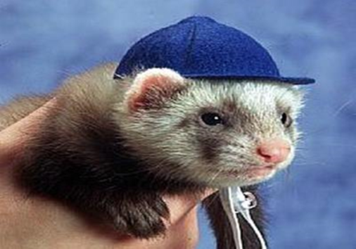 Friends of KPS tweet media