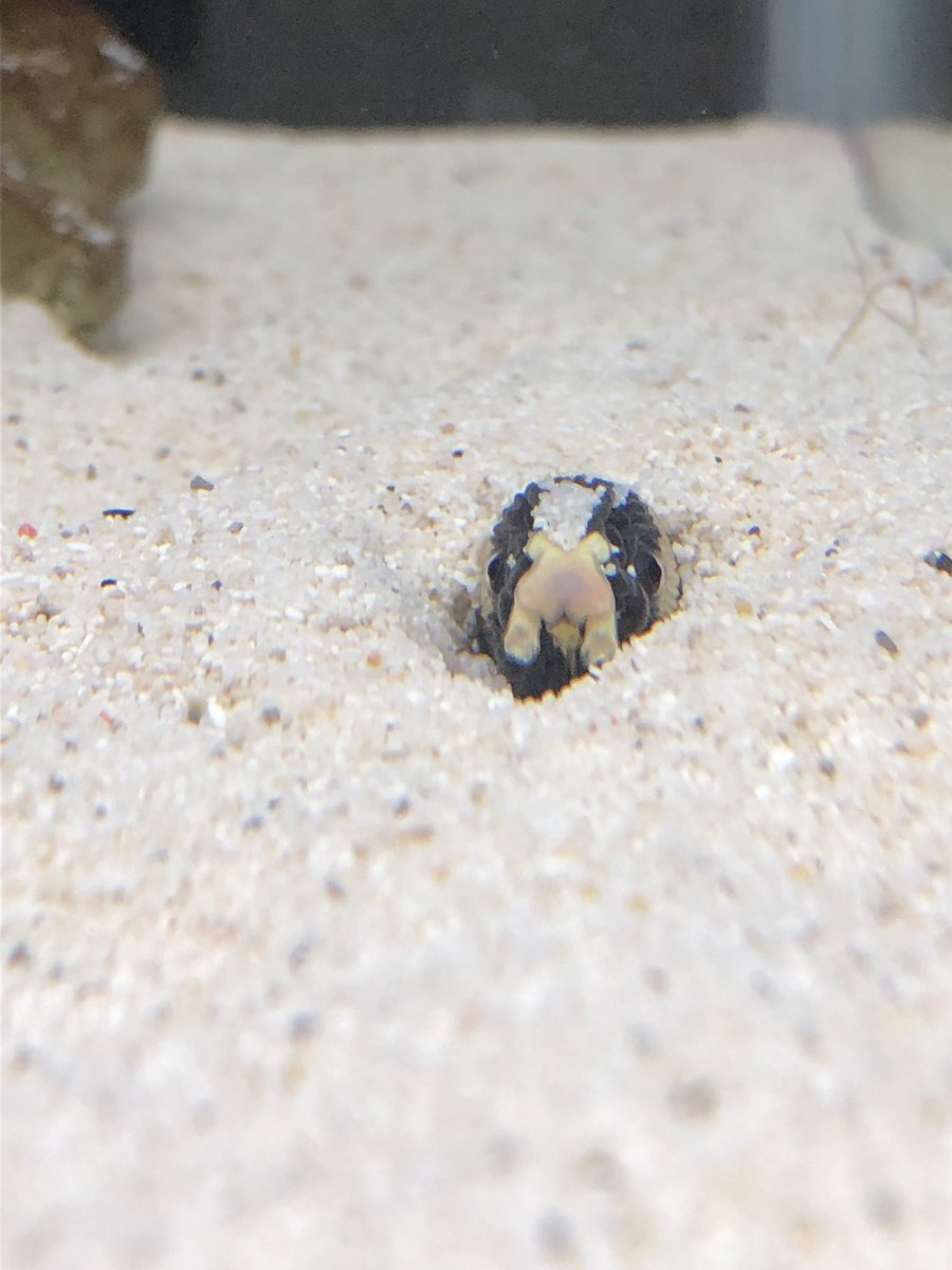 海中水族館シードーナツ 現在開催中の特別展 よくみるとちがう展 で活躍している シマウミヘビ ウミヘビというお名前ですが れっきとした魚です 砂に潜るのが好きなようで かわいい顔だけ外に出していました