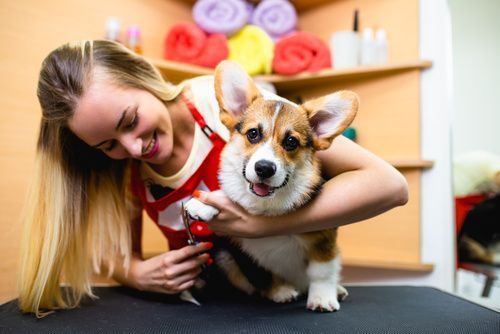reportbuyer's tweet photo. The demand for #grooming services is high as more pet owners are enrolling their #pets in pet grooming shows.
https://t.co/T0ETbfwkcG https://t.co/kEiiRn1cJ6