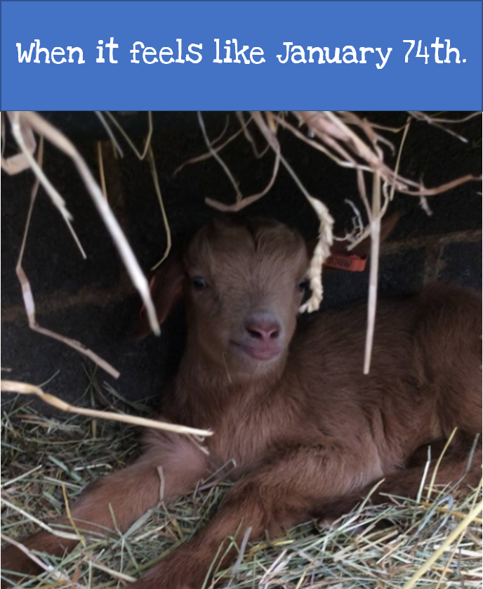 Mead Open Farm tweet media