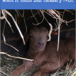 Photo by Mead Open Farm (@MeadOpenFarm)