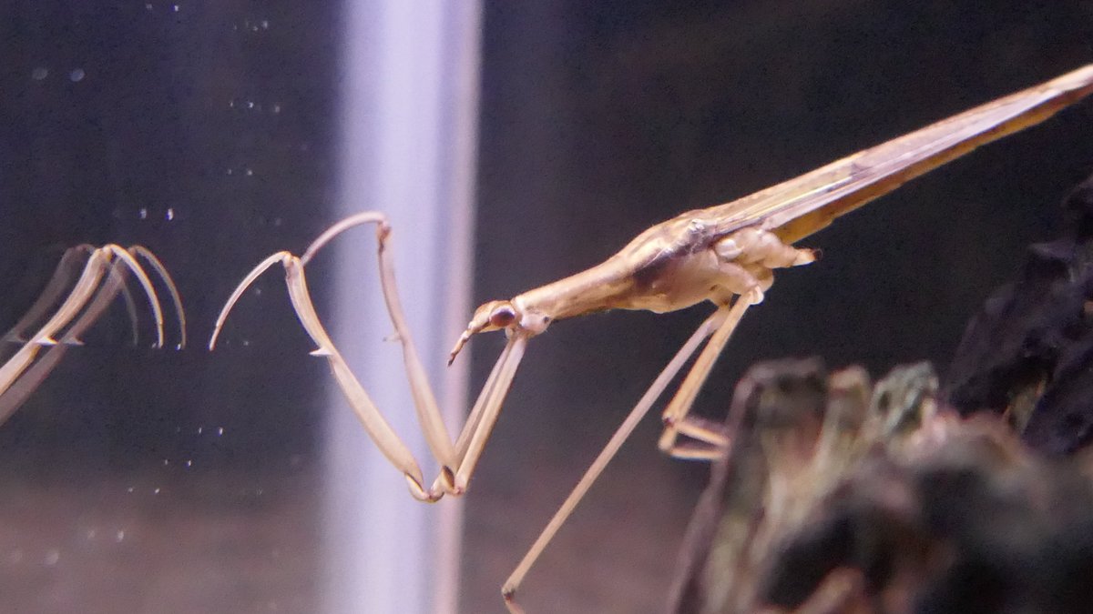 ミズカマキリ
