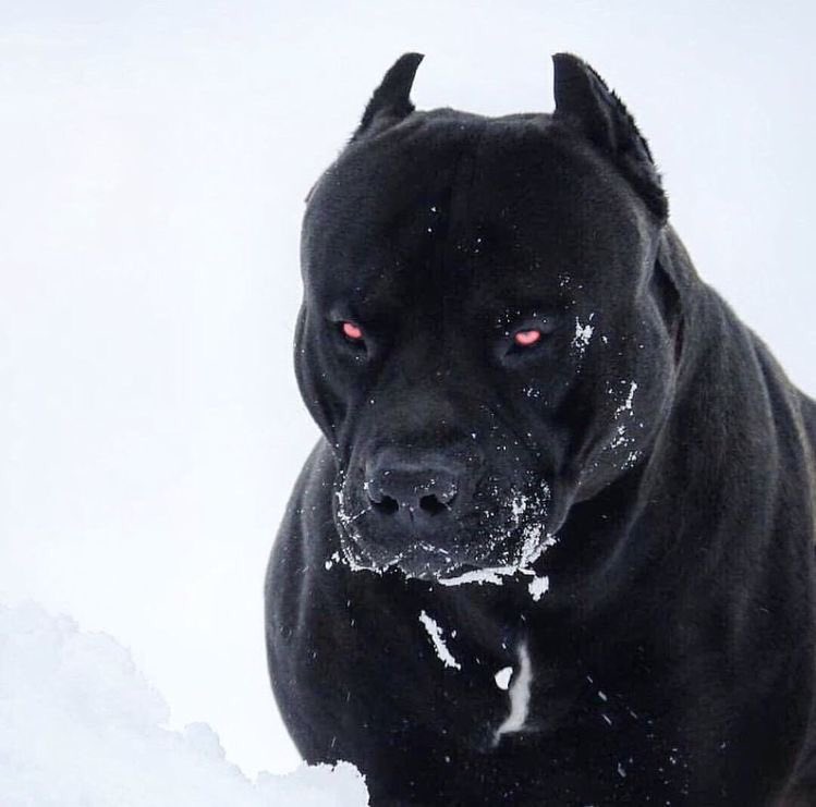 Sirfreshsemi's tweet image. Bomboclaat