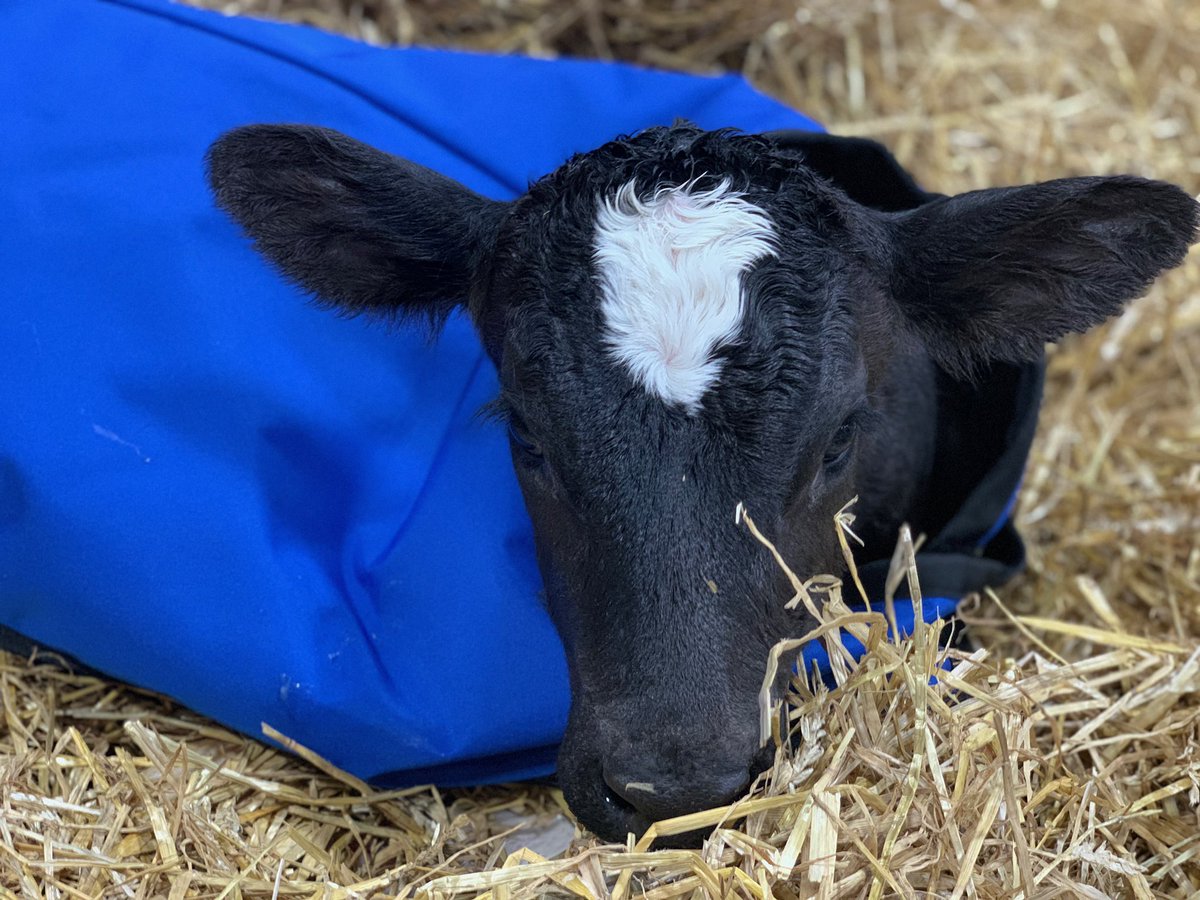 AliLanyonABC27's tweet photo. O. M. G. This sweet little one was born just after midnight.. and I am so honored they chose to name her after me!!! World, meet Ali! @padairymens @CalvingCorner @LucyGnazzo #PAFS20 #27Daybreak https://t.co/knEcDL9sUs