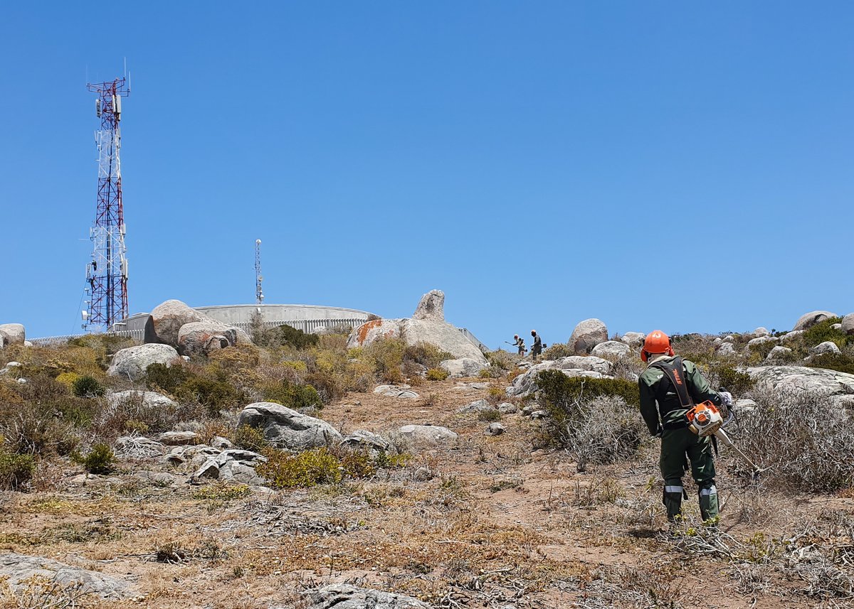 NCCEnviron's tweet image. #Firebreaks need to be maintained to comply with the National Forest and Veld Fire Act. NCC's  @quintonvw1  and a team of 7 brushcutter operators completed this work for a client on a 9km firebreak around Saldanha Bay.