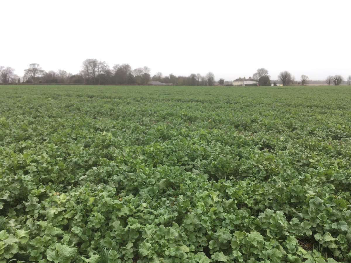 FrontierAg's tweet photo. An over winter #covercrop needn’t be costly. This radish &amp; oat mix in #Kent was established directly after #wheat with a @VaderstadUK Rapid &amp; will be desiccated 15th Jan pre spring crop. https://t.co/bbMjVygecF