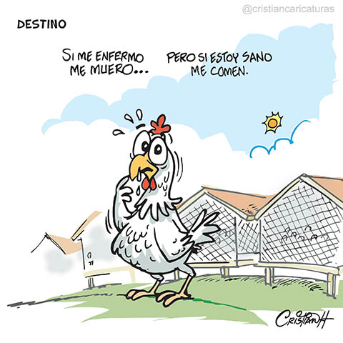 criscaricaturas's tweet photo. Brote de la enfermedad de "Newcastle"
.
.
@ElDia_do #Newcastle #Elpollo #granjas #rd #Aves #realeng #criscaricaturas #cristiancaricaturas #ventas #Enero2020 https://t.co/7aBbTkUY2T