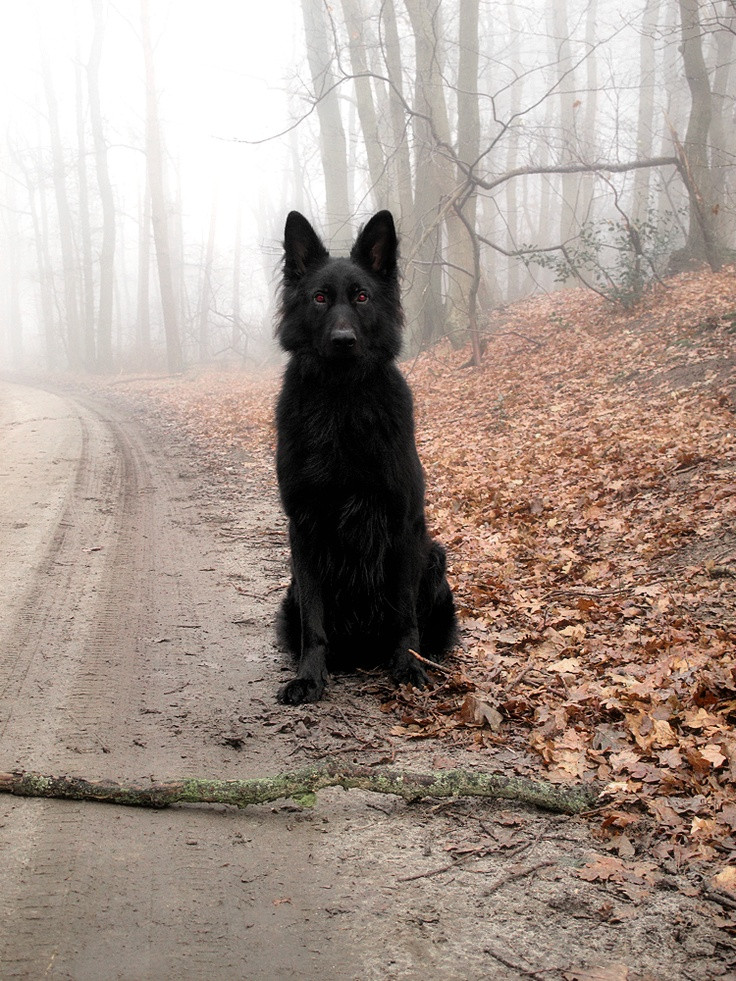 FatherRedMcgee's tweet photo. Her: Omg... I think that's a monster. Just back the car up slowly. Please. Please. Please .
Me, already out of the car, trying to pet it: What? https://t.co/1BK0BtxCcL