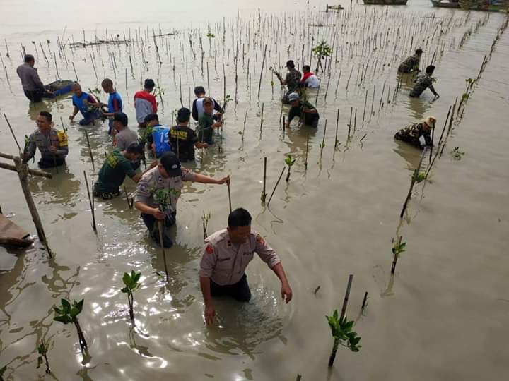 Polres Ciko Tanam 7 Ribu Bibit Mangrove kabarcirebon.co.id/2020/01/polres…
