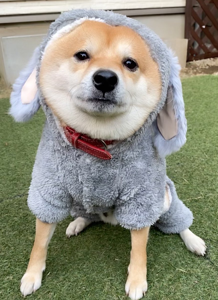 corona_dog_lifestyle のお洋服を着た豆千代くん🐾 corona dogさんのお