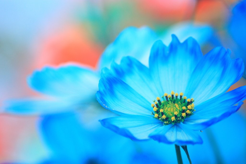 Follow 世界の花 一覧 S Sekai No Hana Latest Tweets Twitter