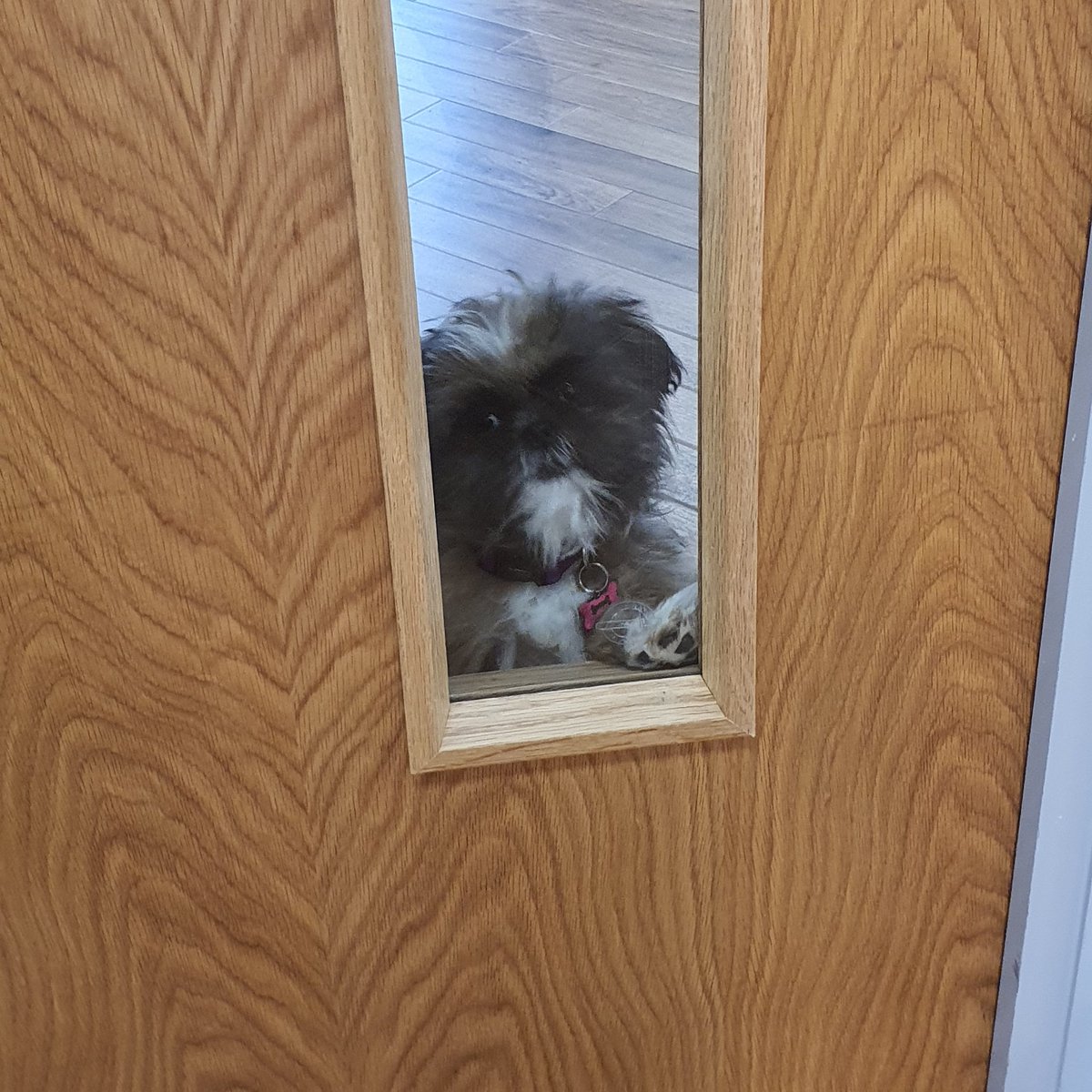 CyberGoGiver's tweet photo. Went to a meeting so left Roxy with Ian - our office doors have windows (look at the sad face when she realised she wasnt going). Awwww bless ๐ฅฐ
@TitaniaLtd #OfficeTherapy https://t.co/GA9V2D16nE