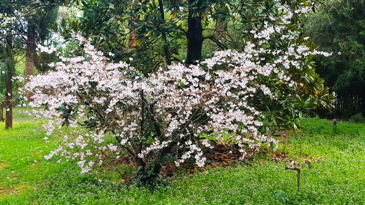 #GönülGözüyle - Şu twitter'a girmeyince çok şey kaçırıyormuşum gibi geliyor. Girince ise ' nereye düştüm ben ' diyorum. Şu resme bakıp terapi yapıyorum... #KaracaArboretum.