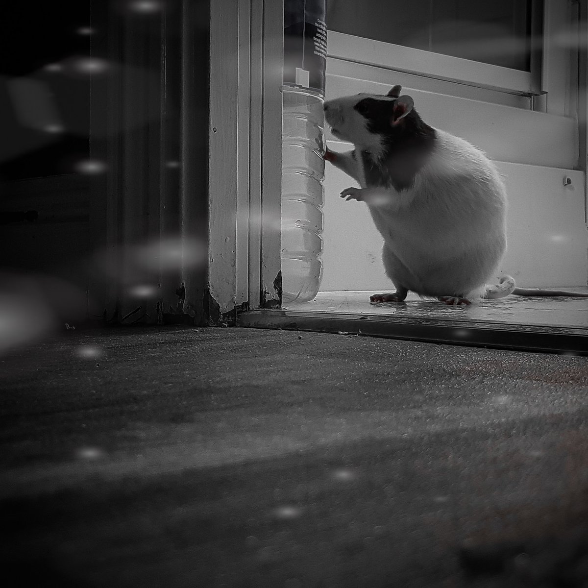 misschiefofrats's tweet photo. @Mizzou  As you can see, I am a proud mother of rats to Lucien on the left and Salem. Please end your sadistic and pointless weight-training experiments on rats!!#PETA #yearoftherat #AnimalRights #AnimalWelfare #ratsoftwitter #fancyrats #furbaby #rats https://t.co/fgDZzdeDR6