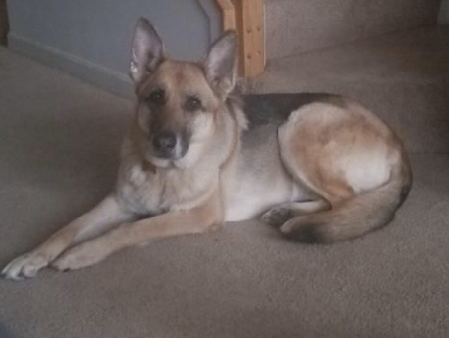 AllShepherdResq's tweet photo. Help Precious find a Loving home @SamLitzinger @MarkSagarin @PetValuUS @AshiaReiki @OffTheLeashFP @MillieOTLFP @AdoptaPetcom @The_Animal_Team @Nightowl400 @EMluvsPibbles @irishfox1949 #GermanSh https://t.co/rtOYxcGEi2