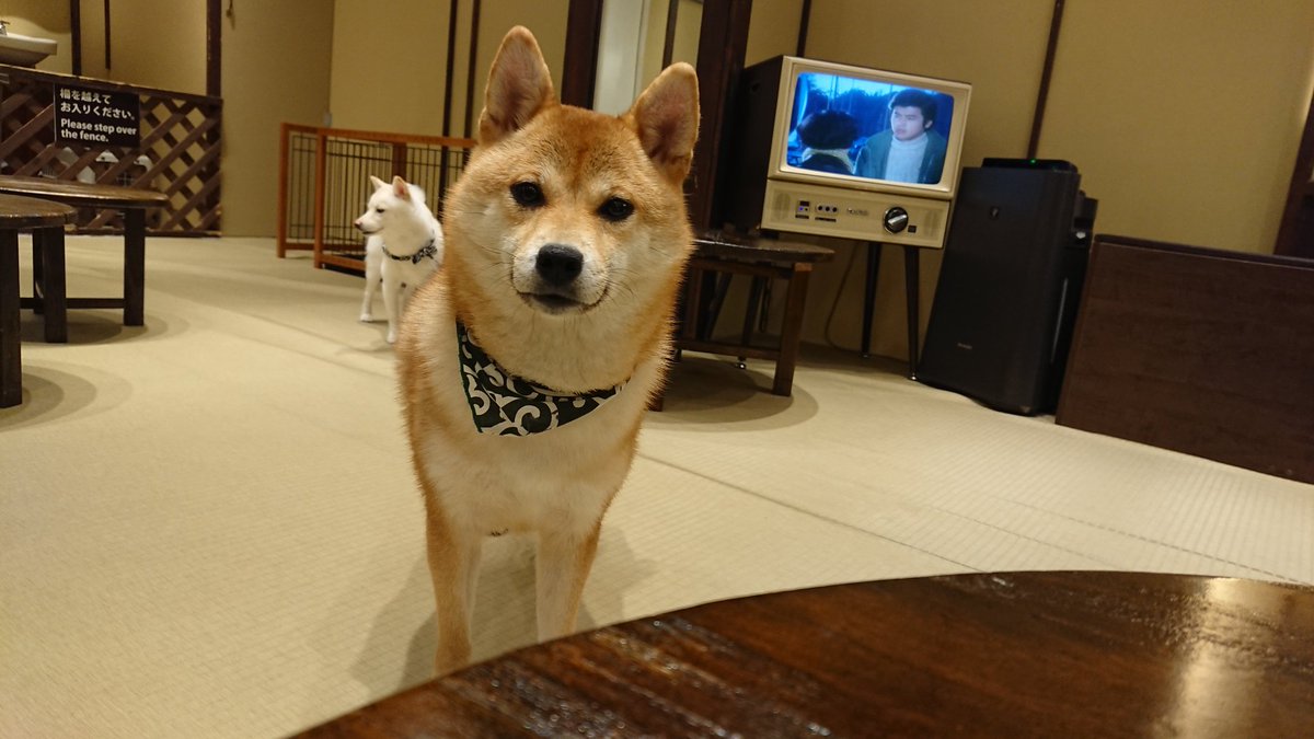 ট ইট র 大介 浅草では豆柴カフェにも 犬は好きなので犬なら ということで こちらに寄ってきている風や関心を抱いている風の写真を選んだが この犬たちが揃いも揃ってあまりにクールな装いでしらを切り通し どの客にも全く懐かない 結局可愛いが