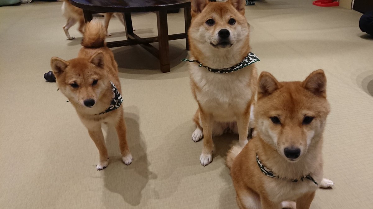 大介 A Twitter 浅草では豆柴カフェにも 犬は好きなので犬 なら ということで こちらに寄ってきている風や関心を抱いている風の写真を選んだが この犬たちが揃いも揃ってあまりにクールな装いでしらを切り通し どの客にも全く懐かない 結局可愛いが