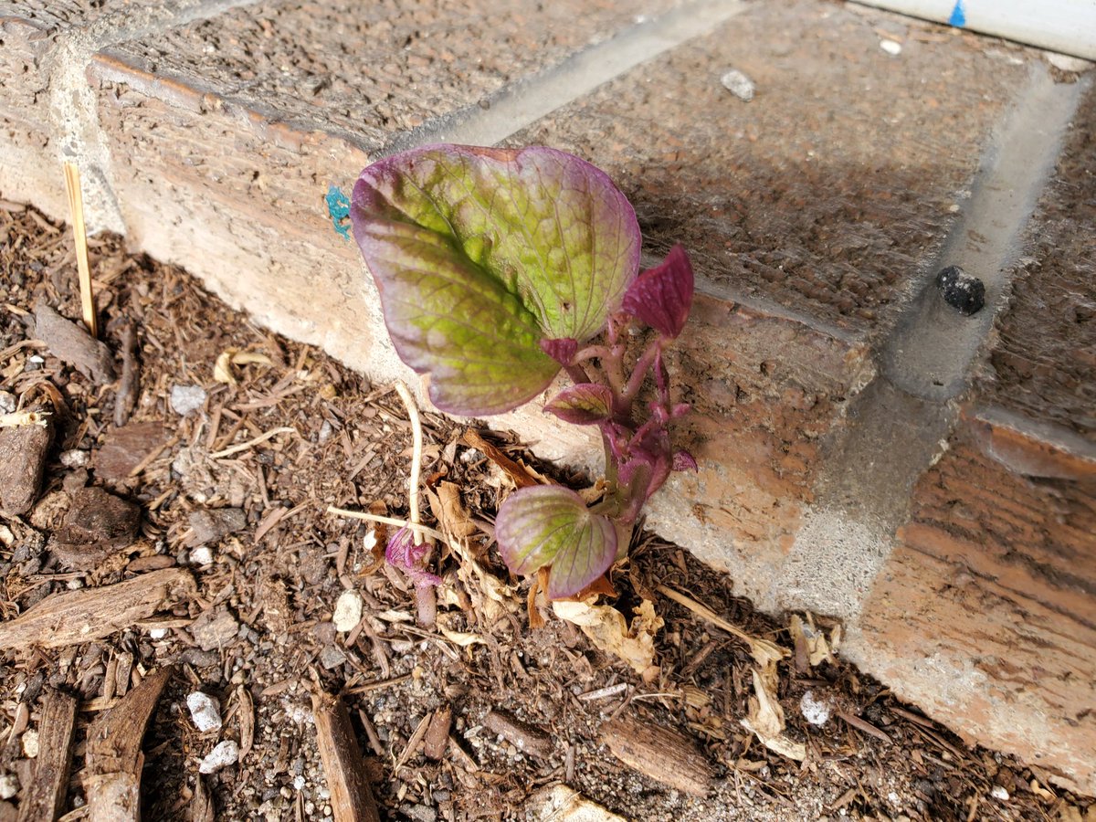 SpaceForceCad's tweet photo. The sweet potato vines in front of our shop are about 4 months early this year. 🙄
#WinterNowPlease https://t.co/eLrI1KXgvF