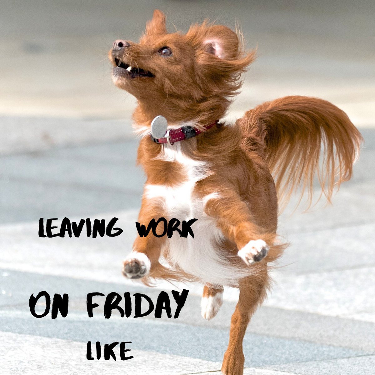PremierPetUK's tweet photo. #FridayFeeling #FridayMotivation #FridayFunday #vibe https://t.co/dJ1DOU8J4H