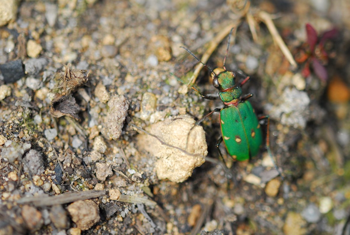 This summer, visit 1 of 20 Special Invertebrate Sites established through the <a href="/HeritageFundUK/">The National Lottery Heritage Fund</a> #ColdBloodedandSpineless project. These sites in the #NorthPenninesAONB support upland #HeritageTreasures like bilberry bumblebees and green tiger beetles northpennines.org.uk/what_we_do/cit…