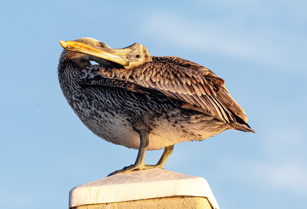 Ever feel somedays as if the world is upside down?