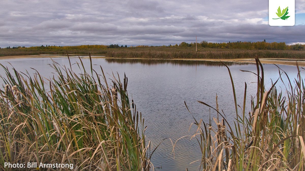 NCC_CNC's tweet photo. Learn about a Conservation Volunteers event at NCC’s newest Nature Destination in #Saskatchewan that was unlike any other. https://t.co/dxdxbR05eV #LandLines #NCCvolunteers #NatureDestinations #conservation https://t.co/vMl3IM2zhB