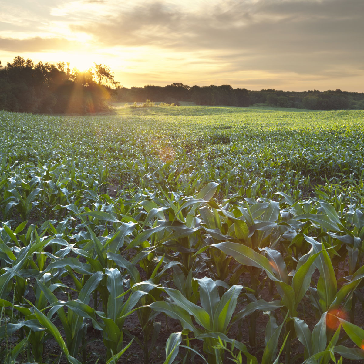 VistaComm's tweet image. Anyone else dreaming of green cornfields and warmer temperatures? #ihatewinter