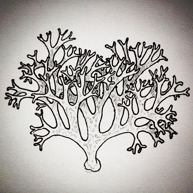 elaket's tweet photo. Evernia prunastri or oakmoss. I find it everywhere in the UK but struggle to see it in the US. Could it be picky about the species of oak it grows on? The first sketch is idealized from the rules the growth appears to follow and the second is faithful to a collected specimen. I t https://t.co/2JeLnneVSg