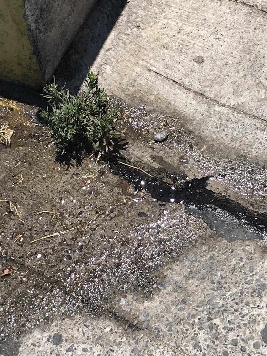 Carly_v's tweet photo. @esval_chile hay una filtración de agua en la intersección de calle independencia con calle dolores, comuna de San Antonio https://t.co/lLhZQudW2w