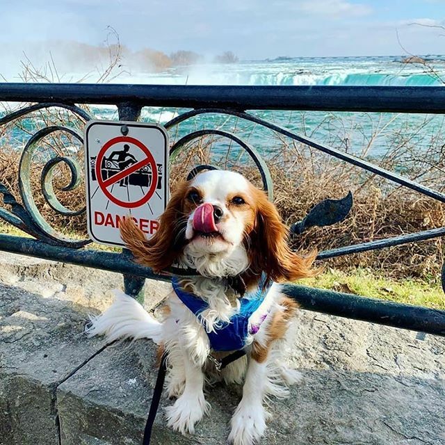 niagarapetexpo's tweet photo. Happy Friday from Niagara Falls 🌊

Repost from @percival_pup

#dogsofontario #dogsofniagara https://t.co/vLIgIMExQ4 https://t.co/LFVULmgdx4