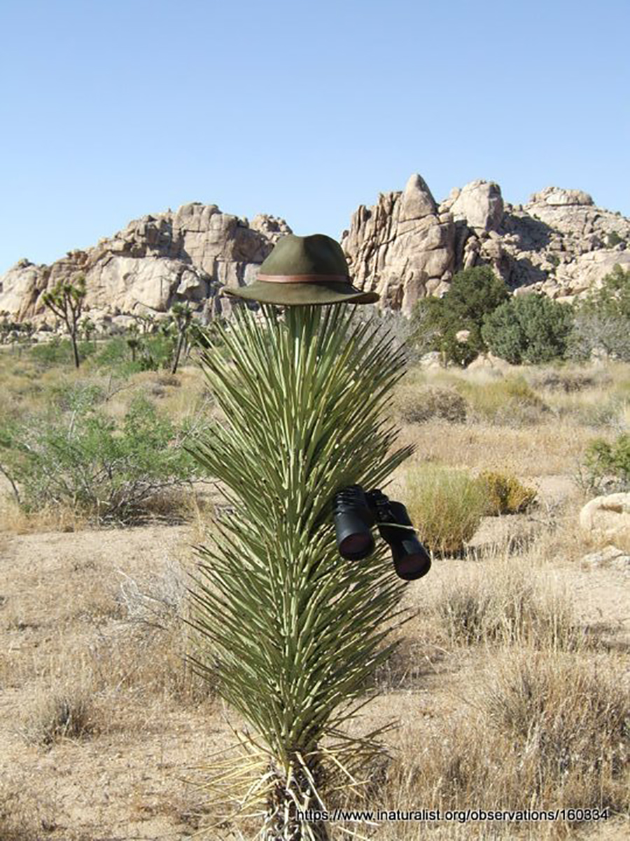 Botanical_'s tweet photo. Best practice methods to score @inaturalist records: Using #citizenscience to understand how #phenology responds to #climatechange. From @vijaybarve @_djli @danpaluh @Jessica_Oswald @robgural et al in #AppsPlantSci https://t.co/GIJqnJyUUS @GBIF @TheresaCrimmins @wileyecology https://t.co/oFXpvlhtm2