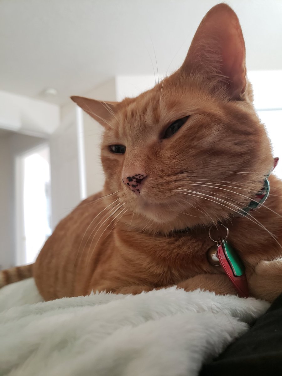 SoMuchApollo's tweet image. I was woken up this morning so he could lay on my ribcage and sing me the song of his people until he decided he wanted breakfast. 10/10, even with the ribcage bruises from his paws.